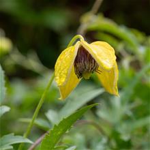 Bild Tangutica-klematis 3-pack