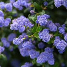 Bild Krypsäckbuske co 5-pack