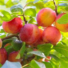 Bild Plommon (ryssplommon) 'Komet' E co