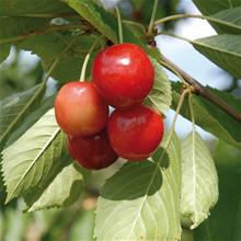 Bild Sötkörsbär 'Merton Glory' E GiSelA (svagväxande) co