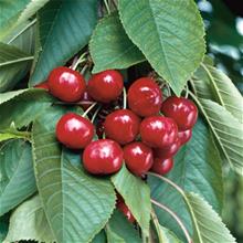 Bild Sötkörsbär 'Stella' E GiSelA (svagväxande) co