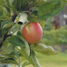 Bild Äpple 'Åkerö' B9 co Inkl. Uppbindning