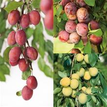 Bild Familjeträd Plommon co Inkl. Uppbindning