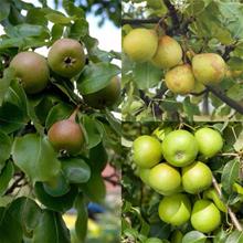 Bild Familjeträd Päron (olika sorter) co