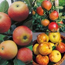 Bild Familjeträd Äpple (olika sorter) co