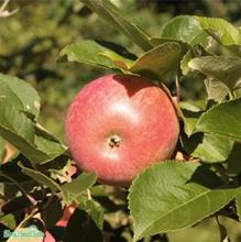 Bild Äpple 'Amorosa' E A2 co Inkl. Uppbindning