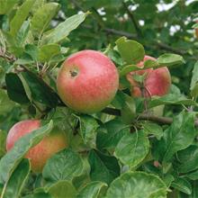 Bild Äpple 'Aroma' E A2 co