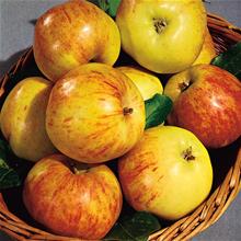 Bild Äpple 'Gravensteiner' A2 co