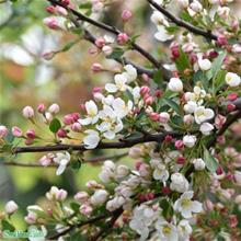 Bild Bukettapel 'Tina' Sh 80 co