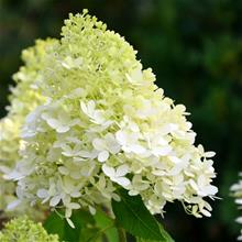 Bild Vipphortensia 'Limelight' Sh 100 co