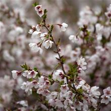 Bild Dvärgkörsbär 'Kojou-no-mai' Sh 110 co