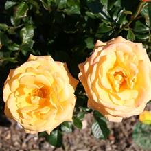 Bild Tehybridros AMBER FLUSH barrot 1-pack barrot