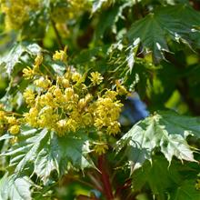 Bild Klotlönn 'Globosum' Sh 80-100 co