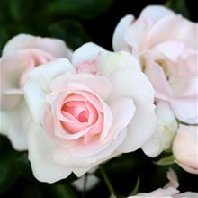 Bild Floribundaros ASPIRIN barrot 5-pack barrot