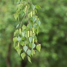 Bild Hängbjörk 'Tristis' Utr 150-200 co