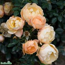 Bild Modern buskros AMBER COVER barrot 5-pack barrot