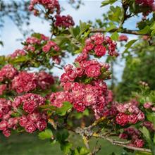 Bild Rosenhagtorn 'Paul Scarlet' Sh 100-120 co