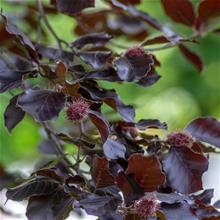 Bild Blodbok 'Purpurea' Utr 125-150 co