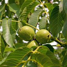 Bild Valnöt Utr 100-125 co