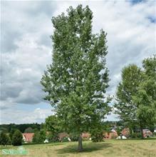 Bild Goliatpoppel 'Robusta' Utr 150-200 co