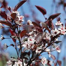 Bild Svartplommon Sh 80-90 co