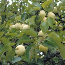 Bild Äpple 'Transparante Blanche' A2 co