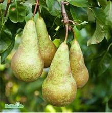 Bild Päron 'Conference' E co Inkl. Uppbindning