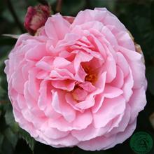 Bild Modern buskros BROTHER CADFAEL 5-pack barrot