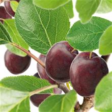 Bild Plommon 'Jubileum' E co