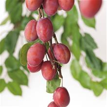 Bild Plommon 'Victoria' co Inkl. Uppbindning