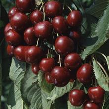 Bild Sötkörsbär 'Sam' Colt co