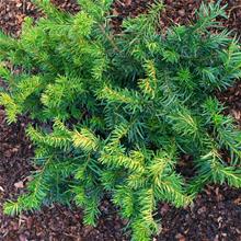 Bild Krypidegran 'Repandens' 25-30 co