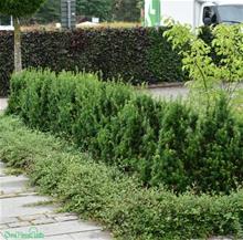 Bild Hybrididegran 'Hillii' 30-40 co