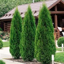 Bild Tuja 'Smaragd' 100-125 co