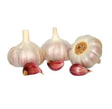 Bild Sättlök, Vitlök 'Sultop' 2st