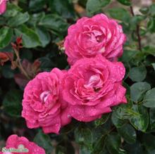 Bild Tehybridros ACAPELLA barrot 1-pack barrot