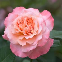 Bild Tehybridros AUGUSTA LUISE 1st barrotad