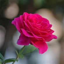 Bild Tehybridros BIG PURPLE 10-pack barrot