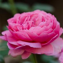 Bild Modern buskros PRINCESS ALEXANDRA OF KENT 1st barrotad