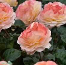 Bild Tehybridros BITTEN CLAUSEN 5-pack barrot