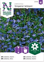 Bild Kantlobelia 'Emperor William' frö