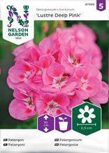 Bild Pelargon 'Lustre Deep Pink'
