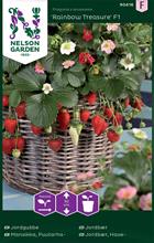 Bild Jordgubbe 'Rainbow Treasure F1'