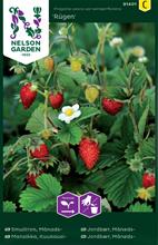 Bild Månadssmultron 'Rügen' frö