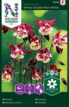 Bild Akleja 'Winky Double Red-White' frö