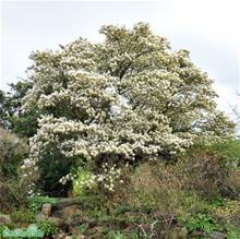 Bild Prakthäggmispel 100-pack barrotad 50-80cm