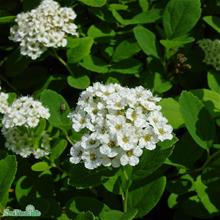 Bild Björkspirea 100-p barrotad 15-30cm