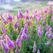 Bild Klasespirea barrotad 10-pack 50-80cm