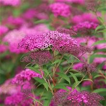 Bild Praktspirea 'Little Princess' barrotad 10-pack 15-20cm