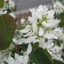 Bild Bärhäggmispel 10-pack i kruka